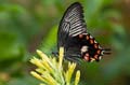 238 gewoehnlicher Mormone - Papilio polytes
